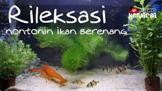 rileksasi video ikan akuarium #1 dan gemericik air | relax video