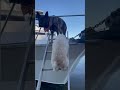 Dogs in Bee Costumes, Rabbits Eating, Dogs Jumping: OMG! #shorts