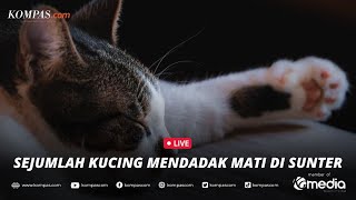 🔴LIVE - Sejumlah Kucing Mendadak Mati di Sunter
