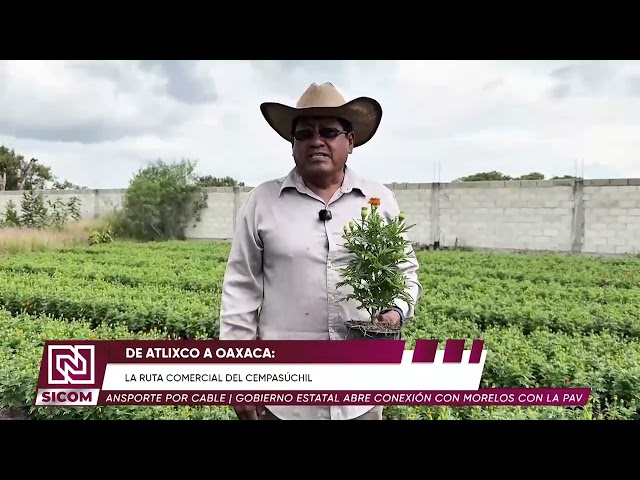 🌼 ¡Atlixco se pinta de naranja! Florecen los campos de cempasúchil rumbo al Día de Muertos