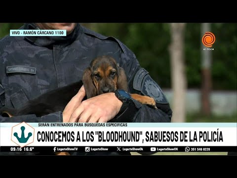 Pequeños sabuesos bloodhound se integran a la policía de Córdoba