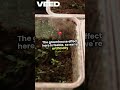 the greenhouse effect hereis feeble.so we're artificially #viralvideo #shorts