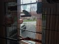 my pet bird