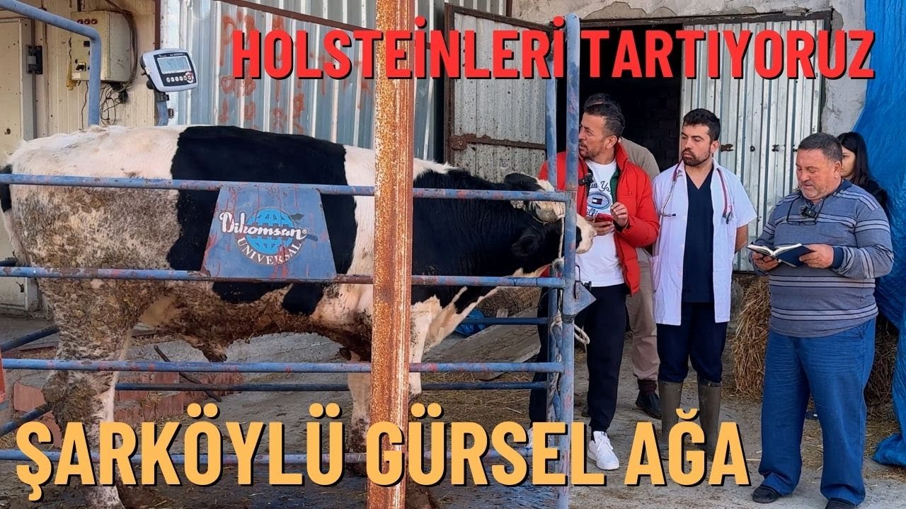 ŞARKÖYLÜ GÜRSEL AĞA İLE HOLSTEİN TARTIYORUZ