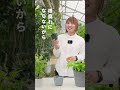 【梅雨におすすめ】6月は植物を外に出してリフレッシュさせよう☔