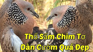 Thổ Sấm Chim Tơ Âm Quá Phê.Clip647/ Gù Phóng Tốt, Bộ Cườm Nét. TýMinhKonTum 