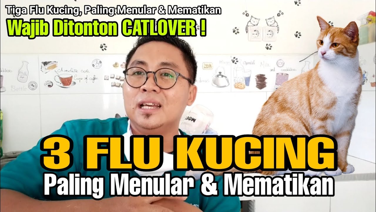 Tiga Flu Kucing Yang Paling Menular Dan Mematikan Drh Risa Isna Fahziar Youtube