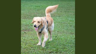 Harmonious Barks and Beats