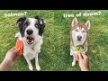 Dogs Review Different Human Foods! *Taste Test*