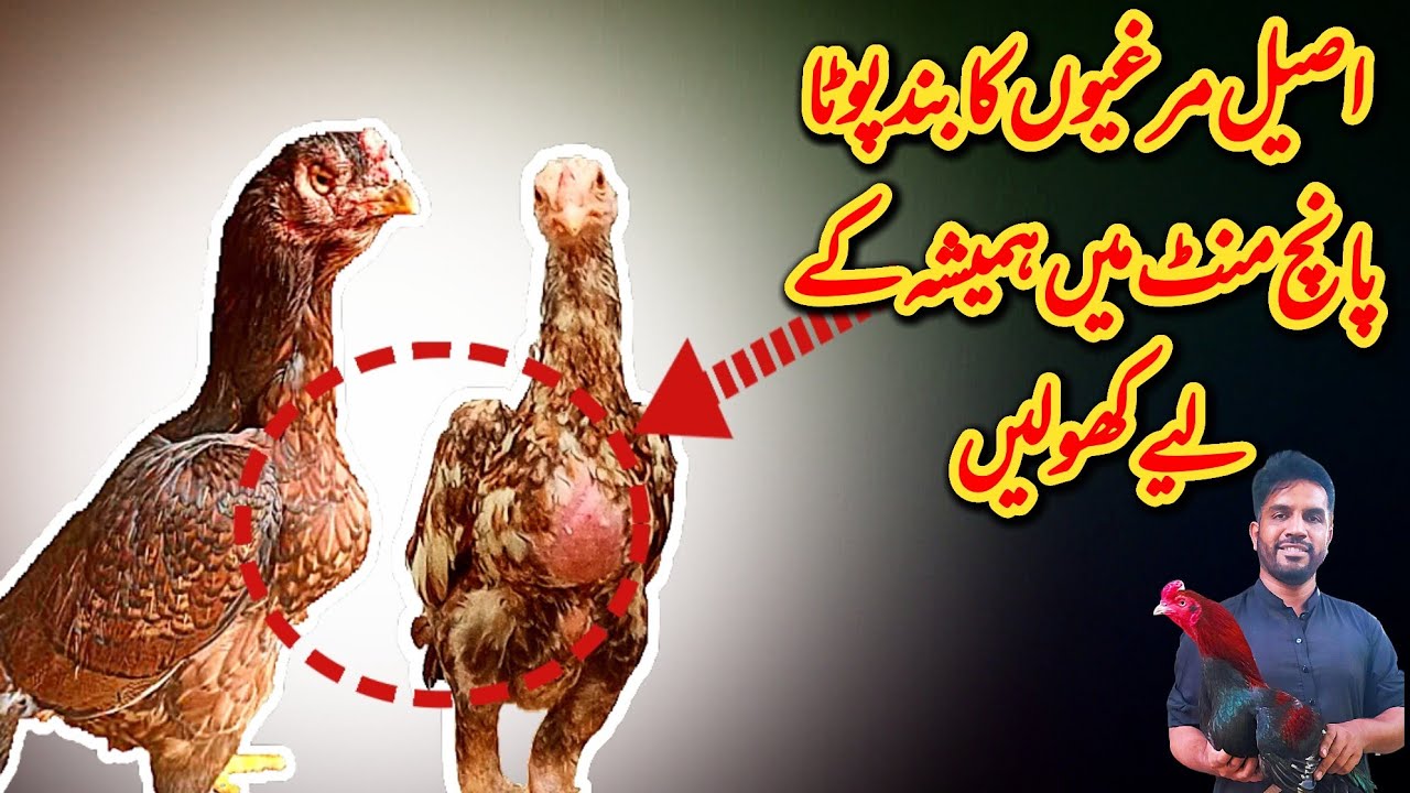 Aseel Murga Kai band Pota ka illaj | Band Pot Ka Asan illaj