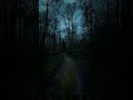🌲🌳  nature  dark aesthetic  moody  calm  #aesthetic  #fyp  #foryou  #gloomy  #nature