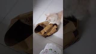 Httpsyoutubecomshortsclu5iil0rbgsilpfnewmszed0cy97