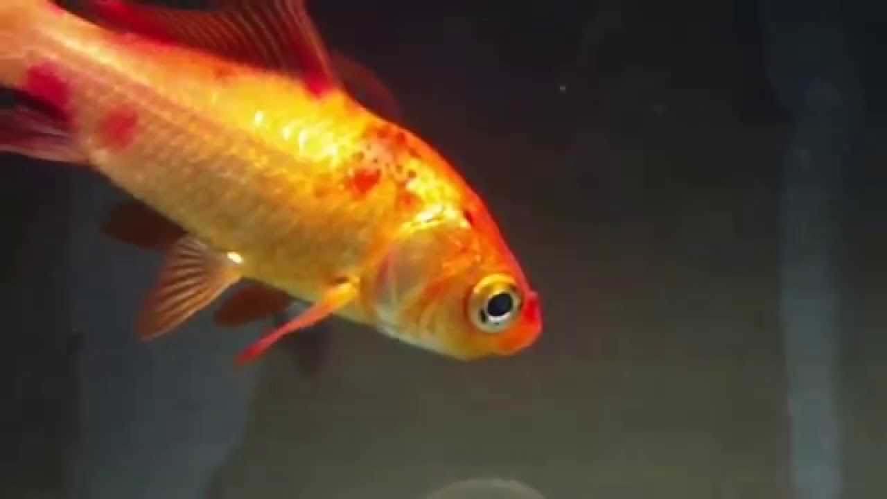 エラ病の金魚 Goldfish Gill Disease Youtube