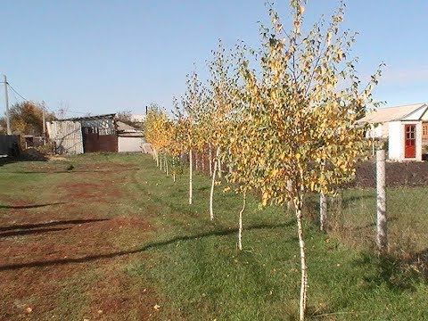 Березовая аллея в Отрадном