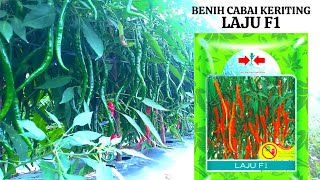 REKOMENDASI BENIH CABAI KERITING LAJU F1