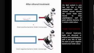 Gram staining  Principle and Procedure | Microbiology @biologyexams4u