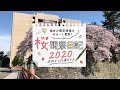 【2020年4月7日】福井県庁の桜開花状況