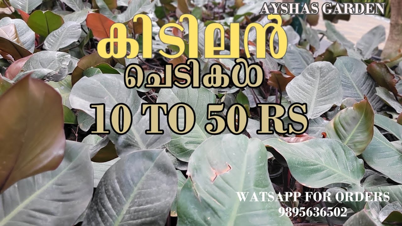 10 രൂപ മുതൽ ചെടികൾ |AYSHAS GARDEN|order now 9895636502