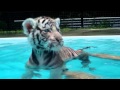 Baby Tiger's first Swim