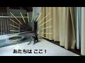 やっぱり あなたも隠れるタイプ？