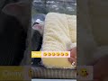 cat wake up attitude,okay have a good nap