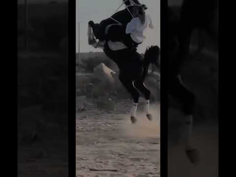 وضع الطيران ماشاالله الحصان الخيل السعودية الحصان العربي الحصان العربي  واهو
