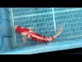 7-2-5 - 16-18" Doitsu Kohaku Koi