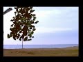 My tree an abbas kiarostami short film