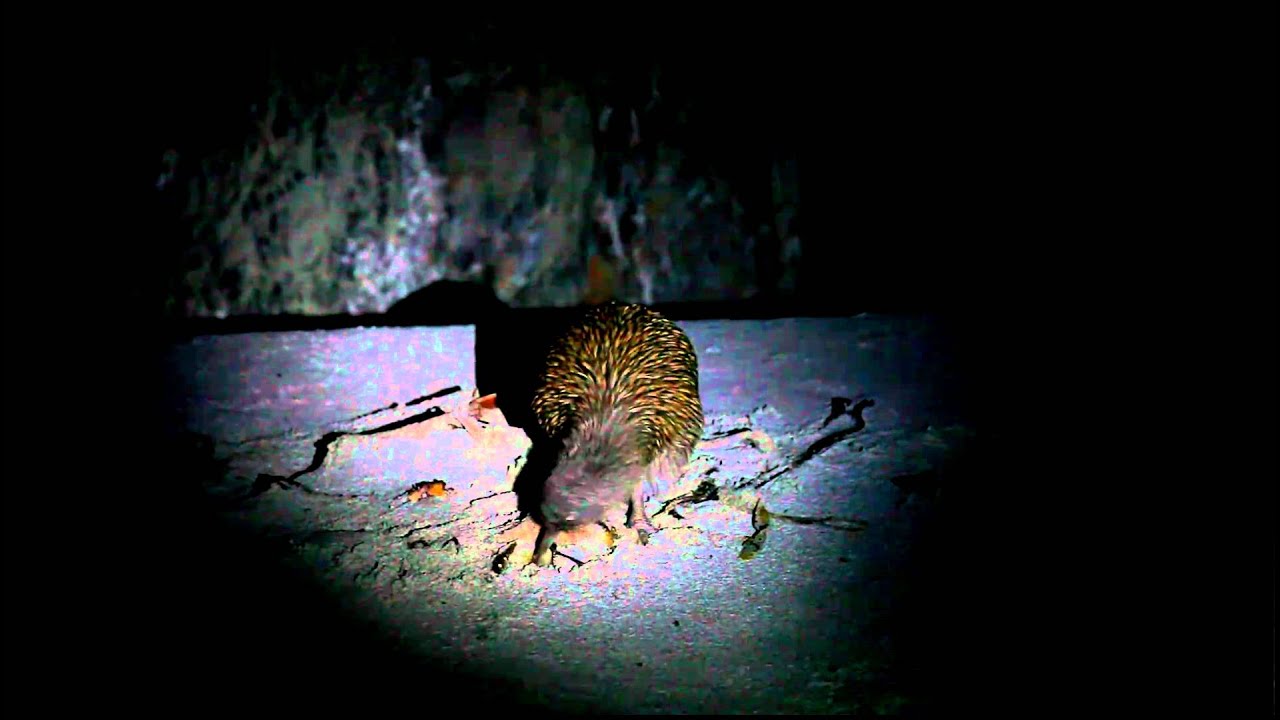 Southern Brown Kiwi (Stewart Island) 