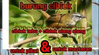 suara pikat ciblek ribut anti zonk/kombinasi burung ciblek alang',ciblek tebu/ciblek semi