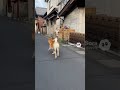 髪型かわいいwwww #ai #柴犬 #shorts