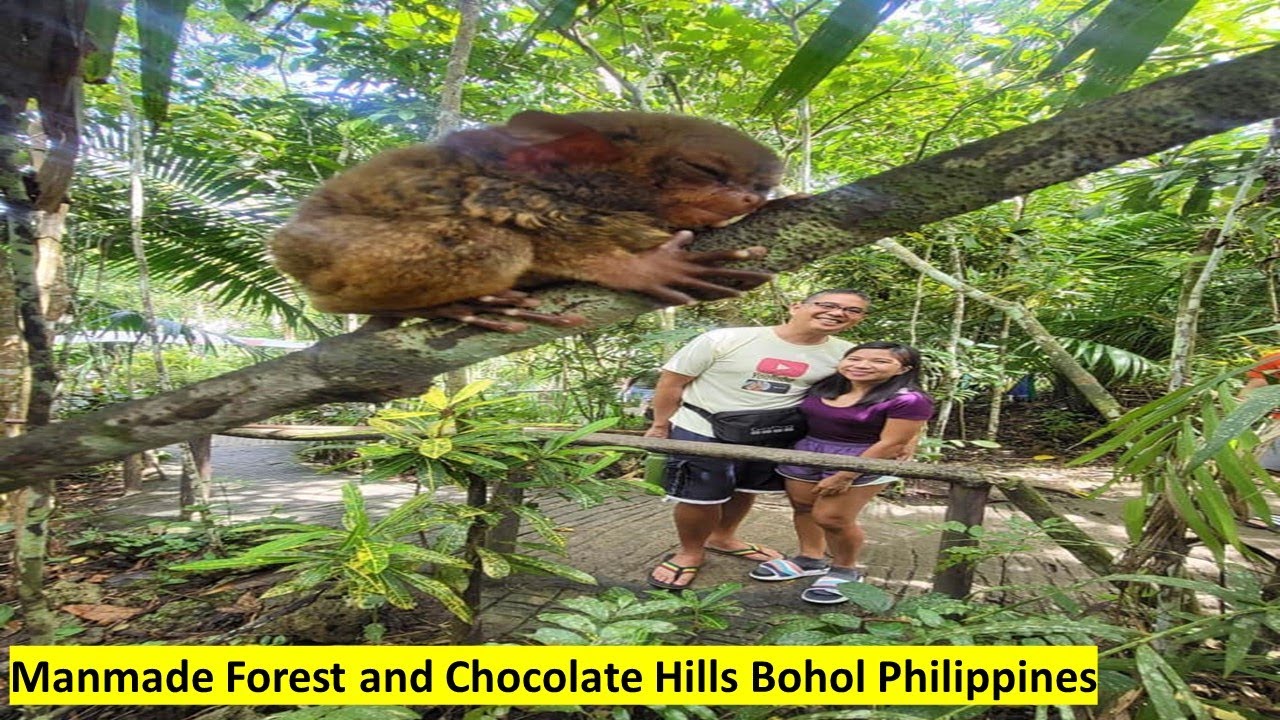 Manmade Forest and Chocolate Hills Bohol Philippines YouTube