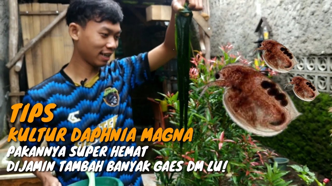 TIPS KULTUR DAPHNIA MAGNA SUPER HEMAT DAN HASIL MEMUASKAN DENGAN AIR BEKAS CUCIAN BERAS.