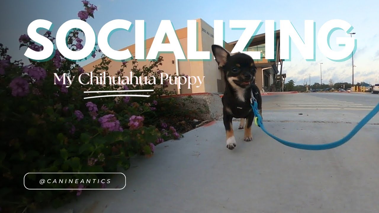 Socializing my 4 month old chihuahua puppy