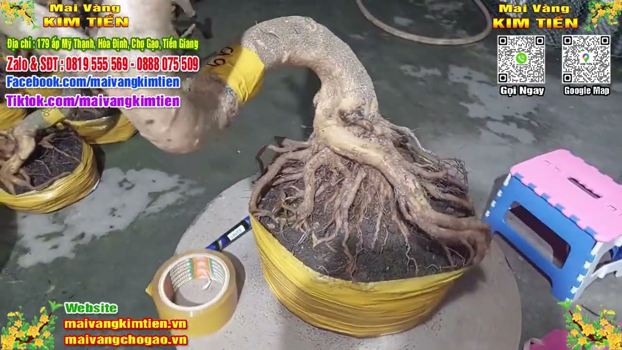 Phôi Mai Thủ Đức Giá Rẻ Bao Ship Bao Sống Toàn Quốc - Mai Vàng Kim Tiền Chợ Gạo