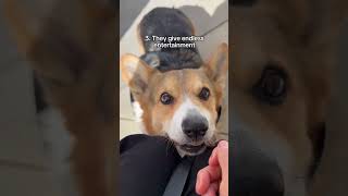 Happy International Corgi Day!