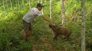 Moment langka.. Babi hutan/celeng bisa jinak dan penurut ll 珍しい瞬間...イノシシは野生ではなく飼いならされることもある