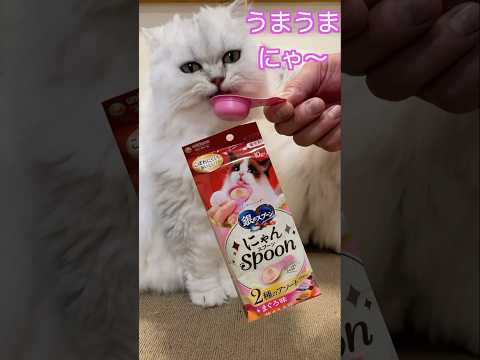 にゃんスプーン💛初めてのおやつにペルシャ猫たち大興奮♡#ペルシャ猫 #猫 #猫好きさんと繋がりたい #persiancat