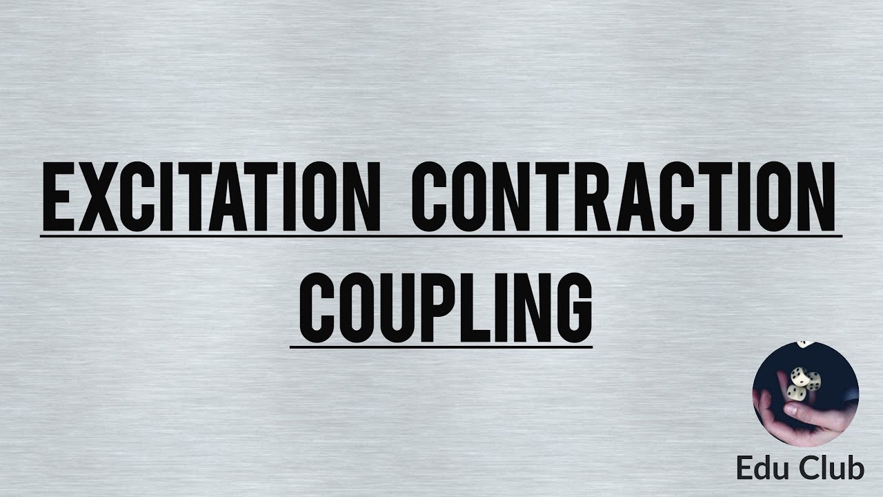 Excitation Contraction Coupling || Nerve Muscle Physiology - YouTube