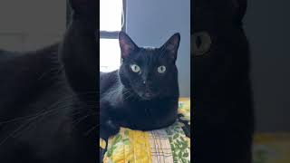Happy Black Cat Appreciation day!  8/17/2026