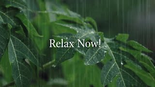 Relaxing Rain In Nature  3 Hours Of Gentle Night Rain For Sleep U0026 Study