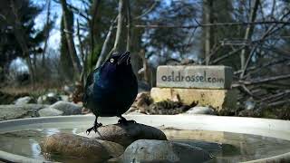 Testing a Maxdone PH970S solar trailcam - for #birds
