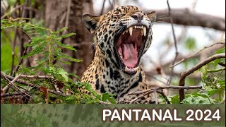 Pantanal Brazil 2024