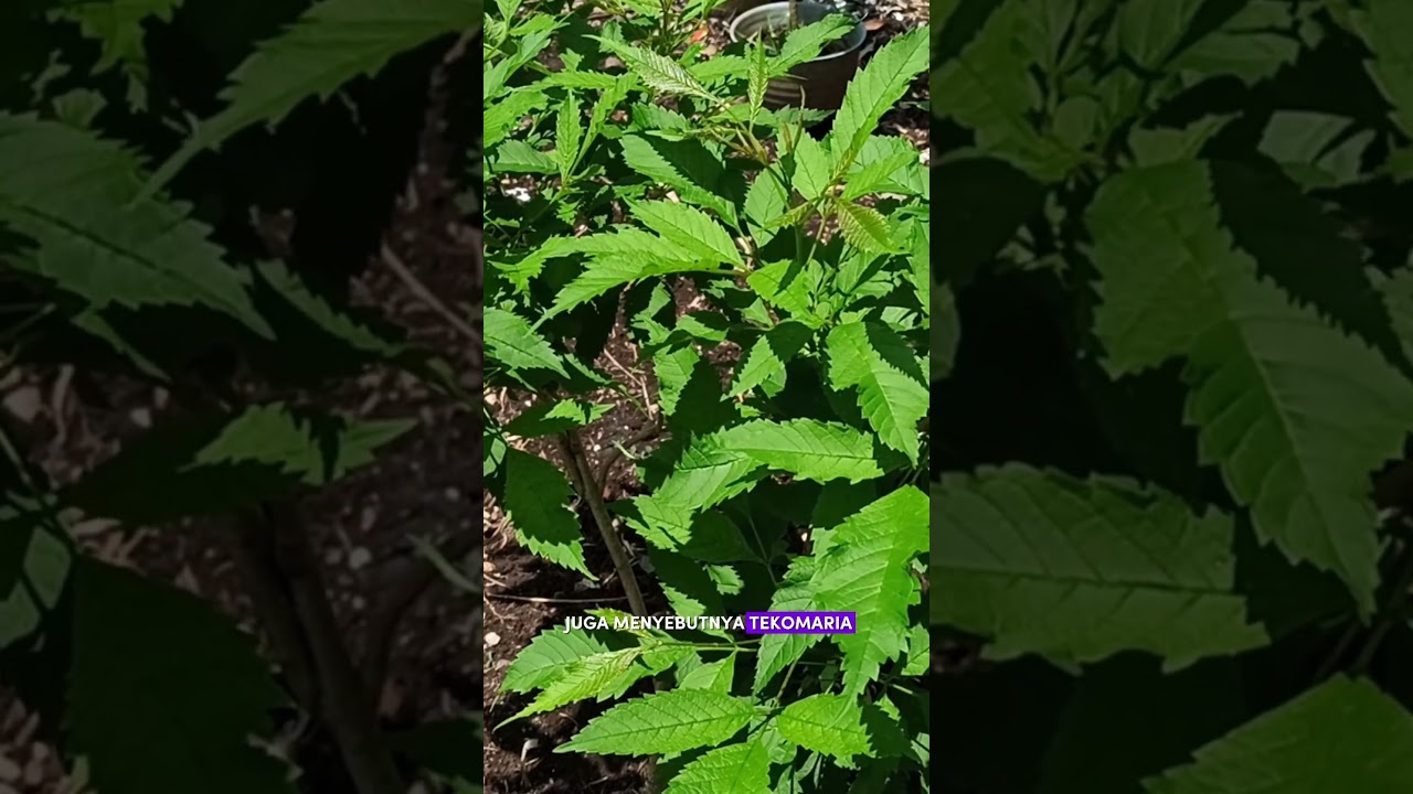 Bunga kuning ini namanya tecomaria berbunga mirip tabebuya 