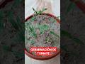 COMO GERMINAR SEMILLAS DE TOMATE - SUPER FÁCIL #video #tiktok #viral #viralvideo #videoshow