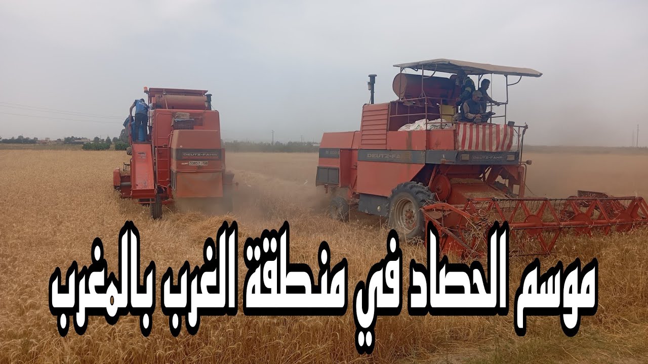 موسم الحصاد في منطقة الغرب بالمغرب Harvest of wheats in Morocco 2024
