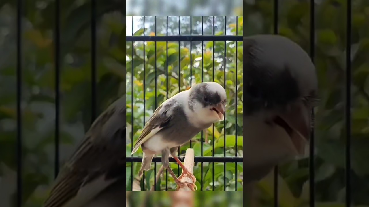 birds sound | singing canary 