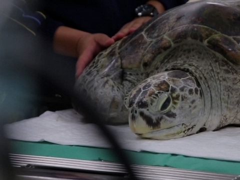 Thumb of A Turtle Had Nearly A Thousand Coins In Its Stomach video