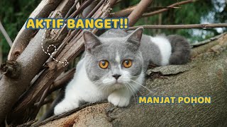 ANAK KUCING BRITISH LATIHAN MILITER by Kucing Cemara 4,241 views 1 month ago 17 minutes