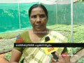 Vegetable Revolution Kanjikuzhy Chuttuvattom News